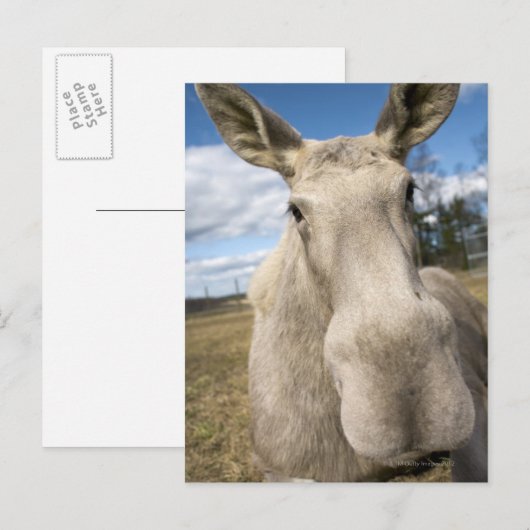 Moose op een veld, Zweden. Briefkaart (Voorkant / Achterkant)