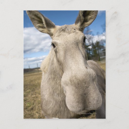 Moose op een veld, Zweden. Briefkaart (Voorkant)
