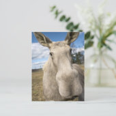Moose op een veld, Zweden. Briefkaart (Staand voorkant)