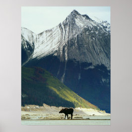 Moose op Medicine Lake Poster