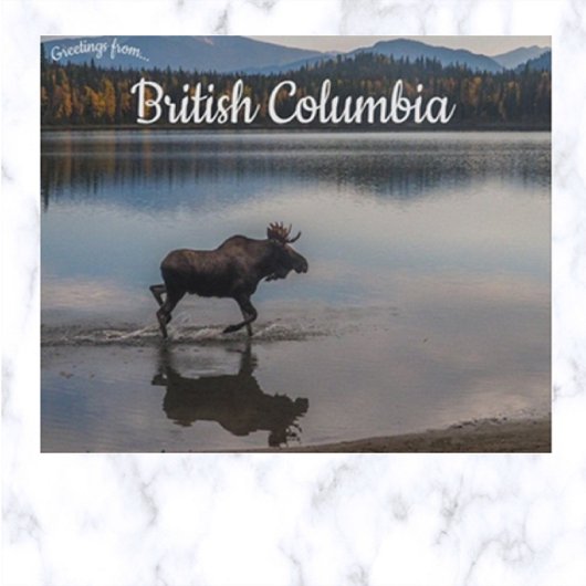 Moose op Unna Lake British Columbia Canada Briefkaart