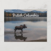 Moose op Unna Lake British Columbia Canada Briefkaart (Voorkant)