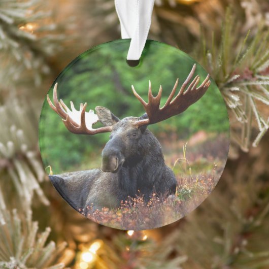 Moose Ornament (Boom)