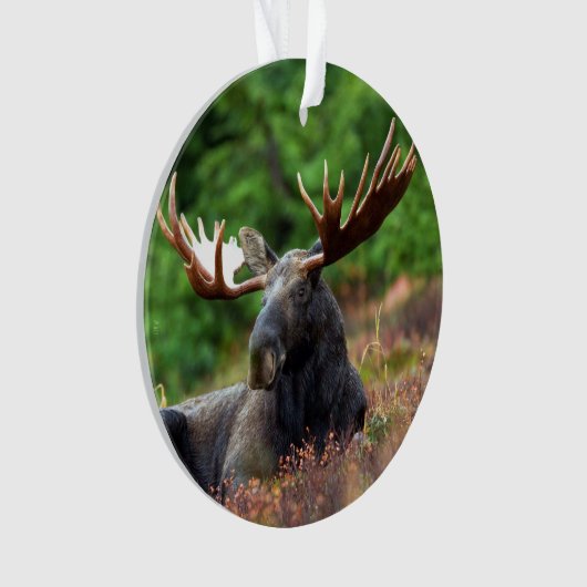 Moose Ornament (voorkant)