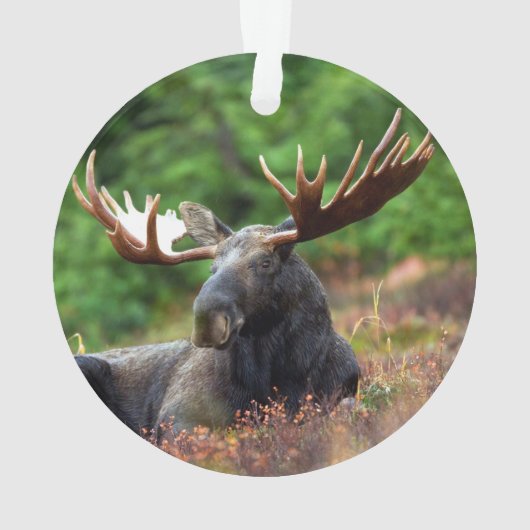 Moose Ornament (achterkant)