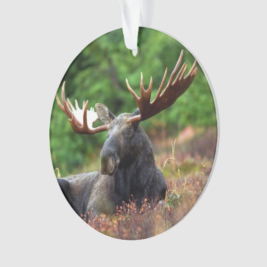 Moose Ornament (voorkant)