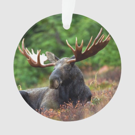 Moose Ornament (voorkant)