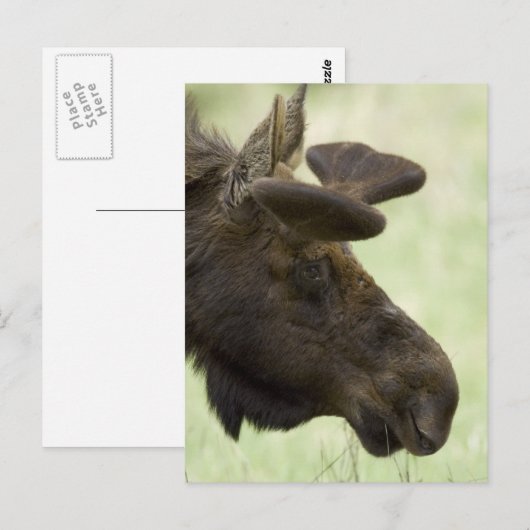 Moose Photo Briefkaart (Voorkant / Achterkant)