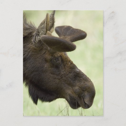 Moose Photo Briefkaart (Voorkant)