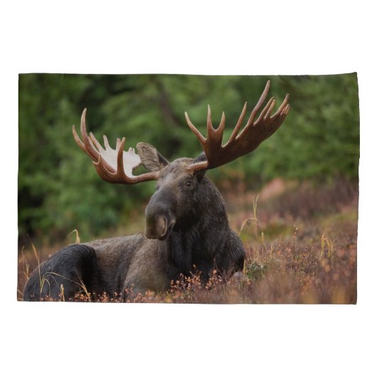 Moose Photo Woodland, Forest, Natuur Kussensloop (Achterkant-Links)