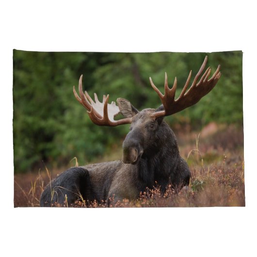 Moose Photo Woodland, Forest, Natuur Kussensloop (Achterkant-Rechts)