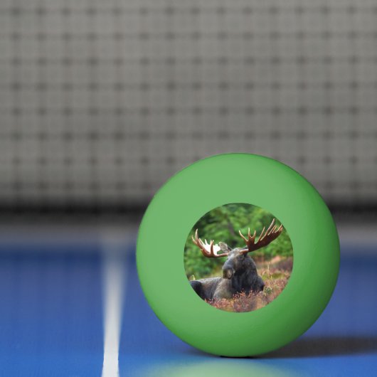 Moose Pingpongbal (Net)