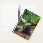 Moose Planner (Display)