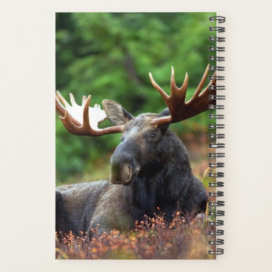 Moose Planner (Achterkant)
