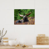 Moose Poster (Keuken)