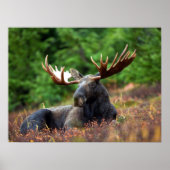 Moose Poster (Voorkant)
