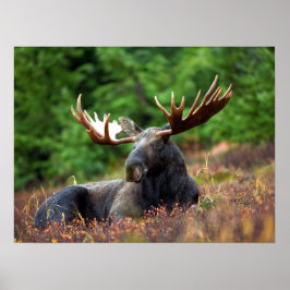 Moose Poster