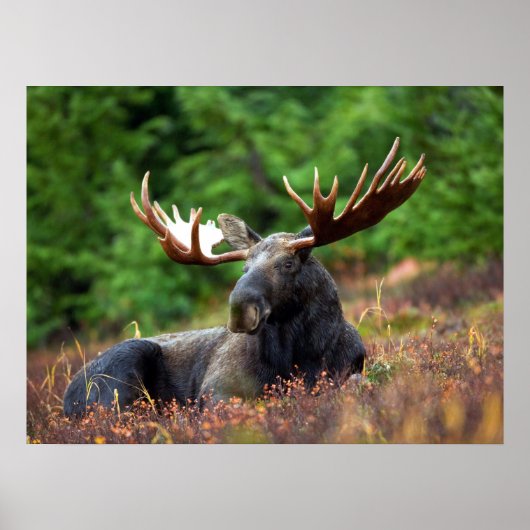 Moose Poster (Voorkant)