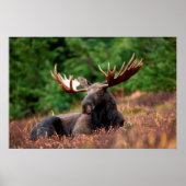 Moose Poster (Voorkant)