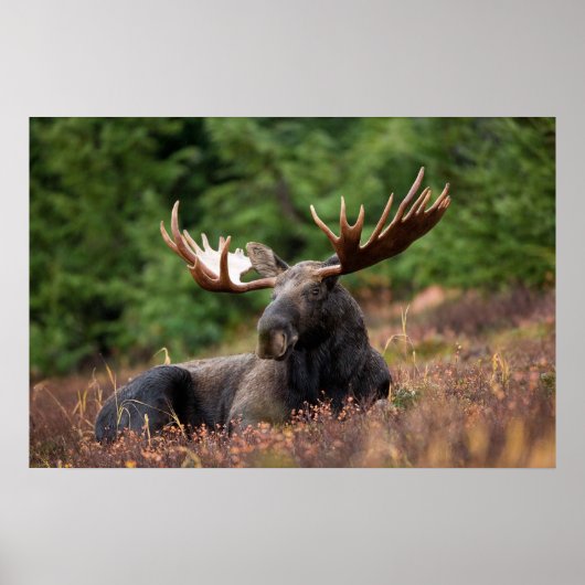 Moose Poster (Voorkant)