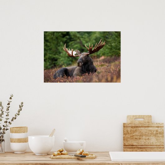 Moose Poster (Keuken)