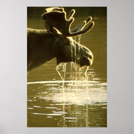 Moose Poster (Voorkant)