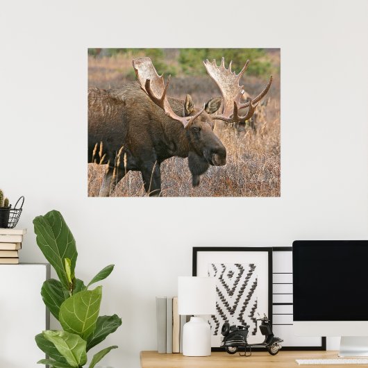Moose Poster (Thuiskantoor)