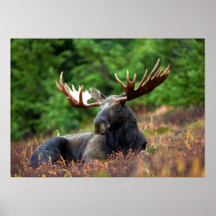 Moose Poster