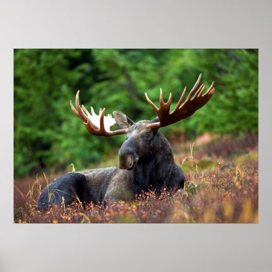 Moose Poster (Voorkant)