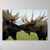 Moose Poster (Voorkant)