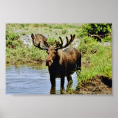 Moose Poster (Voorkant)