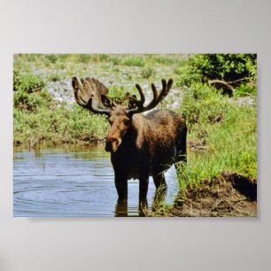 Moose Poster