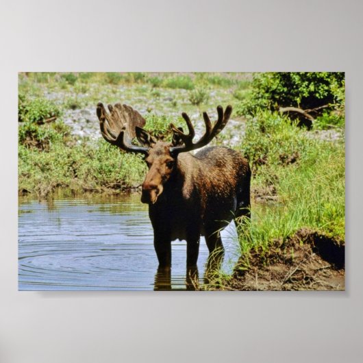 Moose Poster (Voorkant)