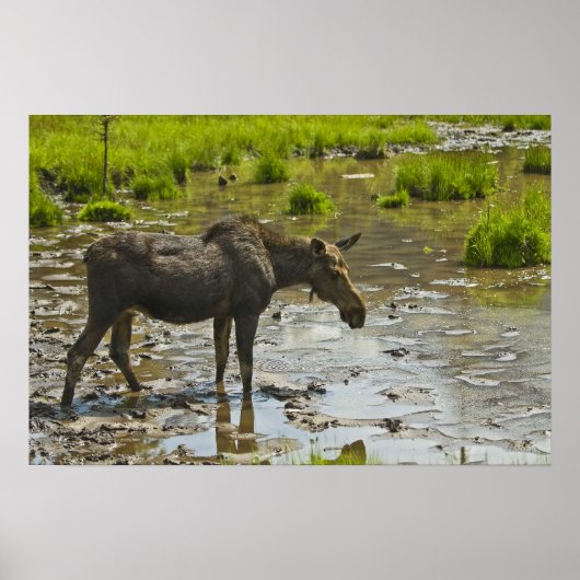 Moose Poster (Voorkant)