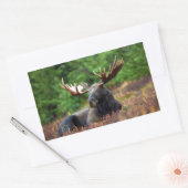 Moose Rechthoekige Sticker (Envelop)