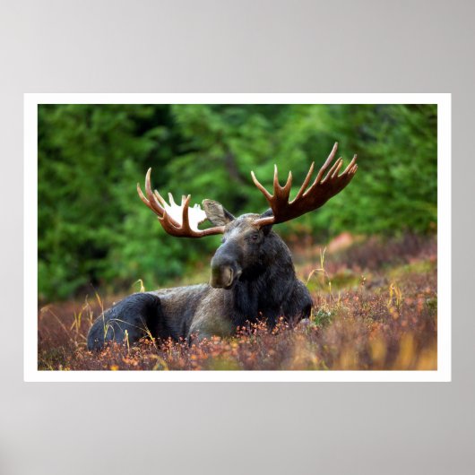 Moose Resting in Grass Poster (Voorkant)
