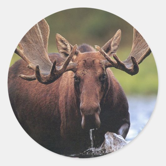 Moose Ronde Sticker (Voorkant)