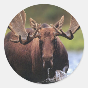 Moose Ronde Sticker