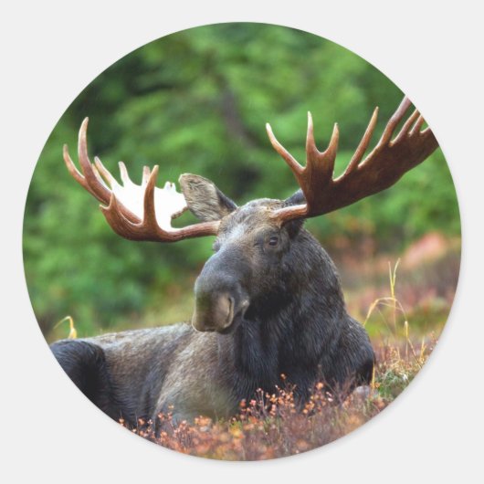 Moose Ronde Sticker (Voorkant)
