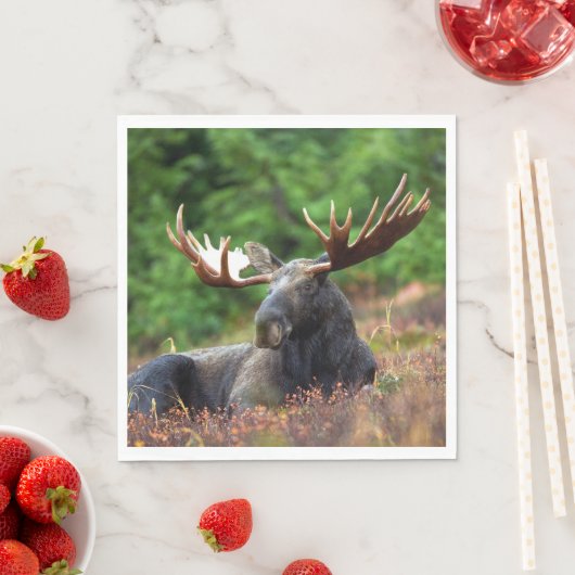 Moose Servet (Insitu)