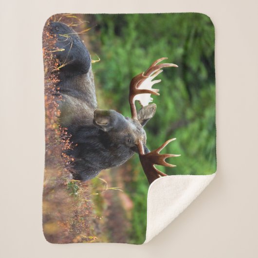 Moose Sherpa Deken (Voorkant)