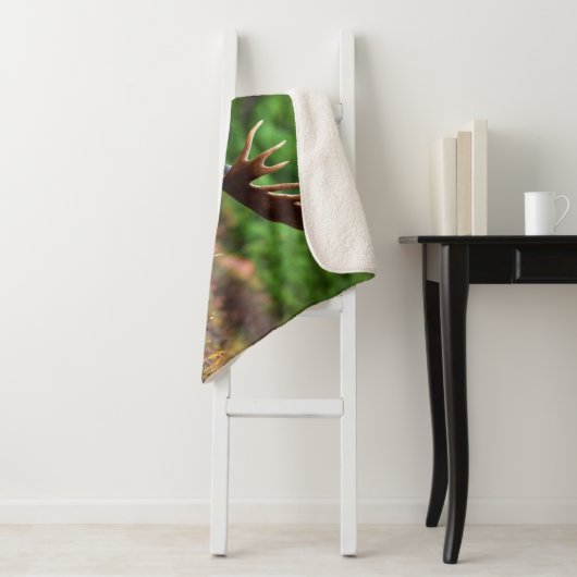 Moose Sherpa Deken (In situ)