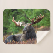 Moose Sherpa Deken (Voorkant (horizontaal))