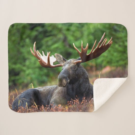 Moose Sherpa Deken (Voorkant (horizontaal))