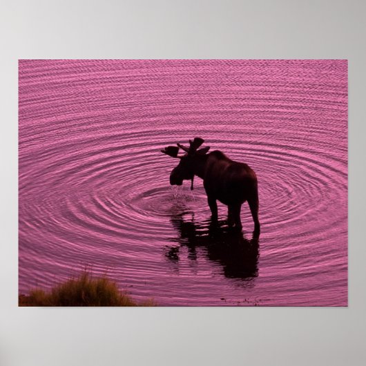Moose Silhouette Poster (Voorkant)
