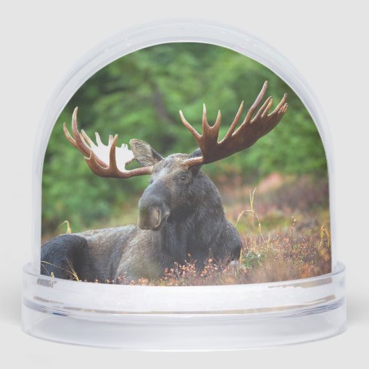 Moose Sneeuwbol (Voorkant)