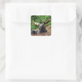Moose Square Sticker (Tas)