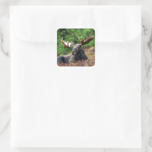 Moose Square Sticker (Tas)