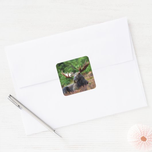 Moose Square Sticker (Envelop)