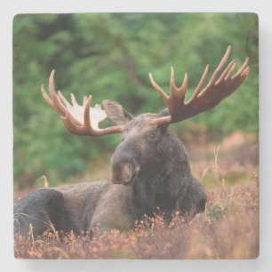 Moose Stenen Onderzetter